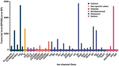 Regulation of Metabolism by an Ensemble of Different Ion Channel Types: Excitation-Secretion Coupling Mechanisms of Adipokinetic Hormone Producing Cells in Drosophila